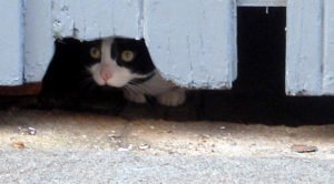 Garage cat