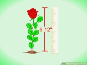How To Buy Rose Bushes
