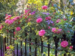 how to buy rose bushes